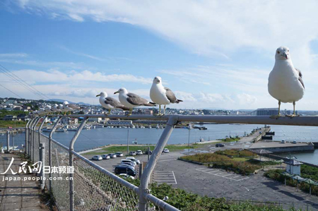 青森县芜岛  与黑尾鸥共享天空海洋