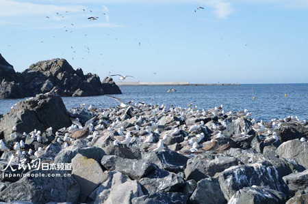青森县芜岛  与黑尾鸥共享天空海洋