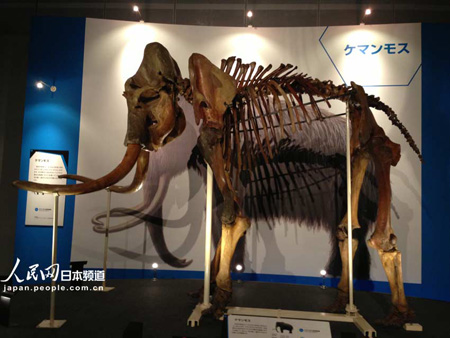 猛犸象“YUKA”展横滨举办 为首次世界公开