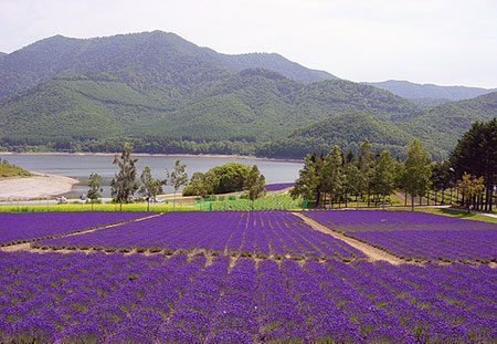 盛夏北海道 金山湖畔的“普罗旺斯”
