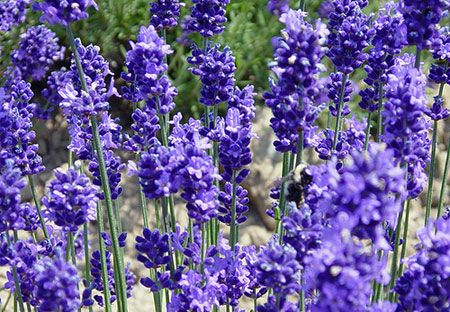 盛夏北海道 金山湖畔的“普罗旺斯”