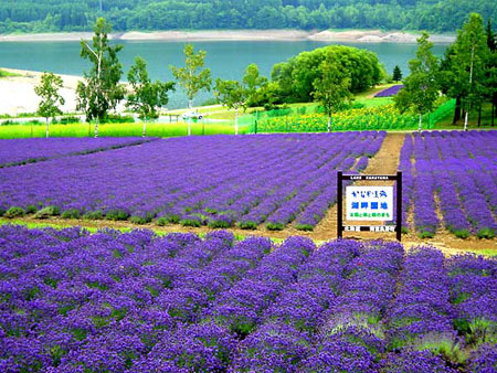 盛夏北海道 金山湖畔的“普罗旺斯”