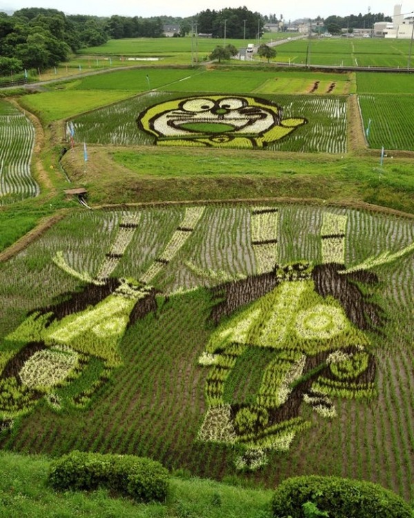 “稻田艺术”风靡日本