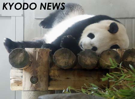 上野动物园大熊猫真真4日起恢复展示