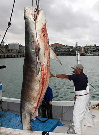 石垣岛捕杀25条鲨鱼 最重460公斤体长4米