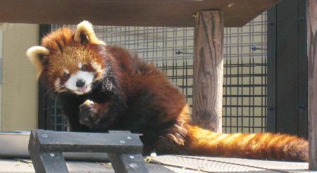 日本国内最高龄小熊猫去世 “享年”22岁