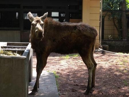 日本国内最后一只麋鹿7日去世