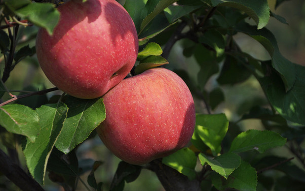 日本研究：气候变暖使苹果变得更甜