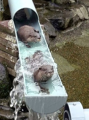 日本动物园呆萌水獭排队坐“滑梯” 如流水素面