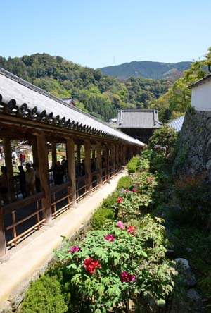 东瀛风情——长谷寺花之旅