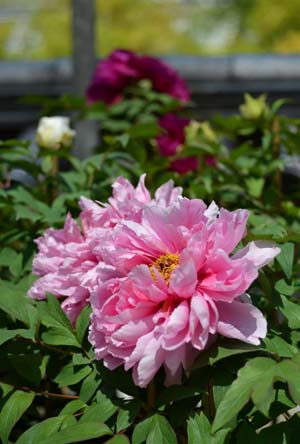 东瀛风情 长谷寺花之旅 日本通