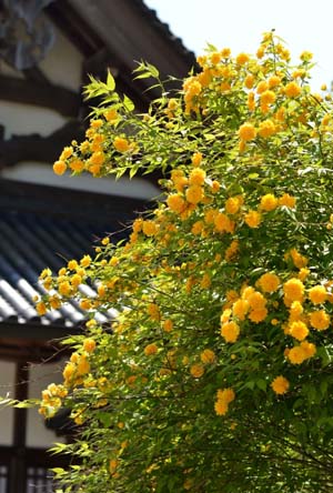 东瀛风情 长谷寺花之旅 日本通
