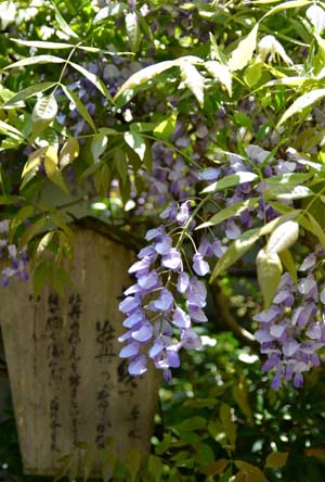 东瀛风情 长谷寺花之旅 日本通