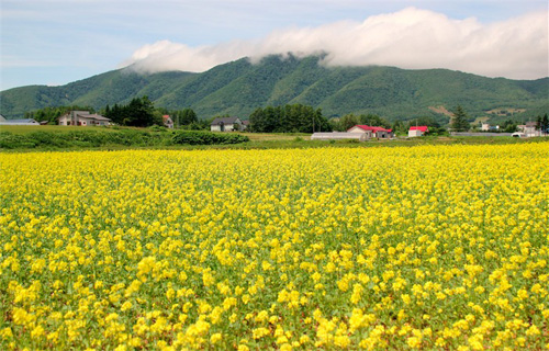 寻找日本最美的村庄