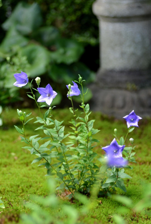 薄紫之凉 天得院 日本通 薄紫之凉 天得院 日本通