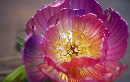 发间留“花” 定格最美瞬间