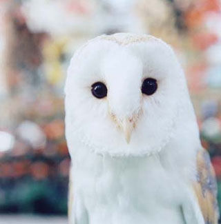 摄影欣赏：川内伦子作品——好象青春期的小情绪(组图)