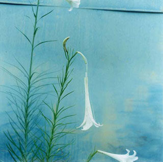 摄影欣赏：川内伦子作品——好象青春期的小情绪(组图)