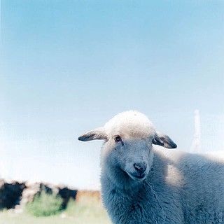 摄影欣赏：川内伦子作品——好象青春期的小情绪(组图)