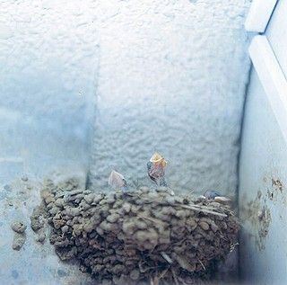 摄影欣赏：川内伦子作品——好象青春期的小情绪(组图)