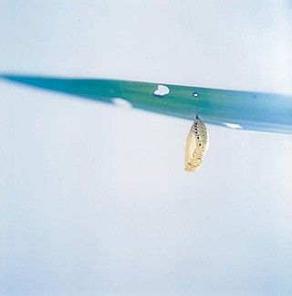 摄影欣赏：川内伦子作品——好象青春期的小情绪(组图)