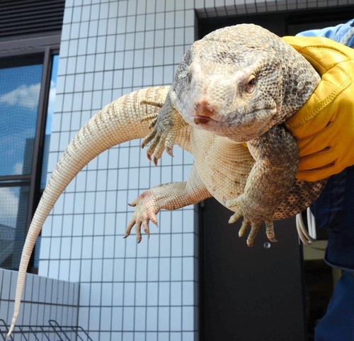 静冈县街道水渠边警方逮到一只巨大蜥蜴