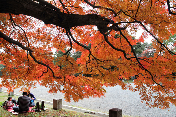 外国人希望永不消失的日本美景