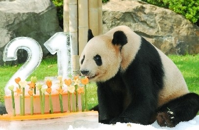 和歌山县大熊猫“永明”迎来21岁生日