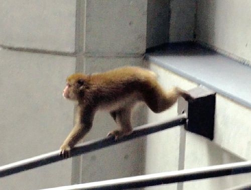 调皮猴子闯入静冈县政府 大闹五小时仍未落网
