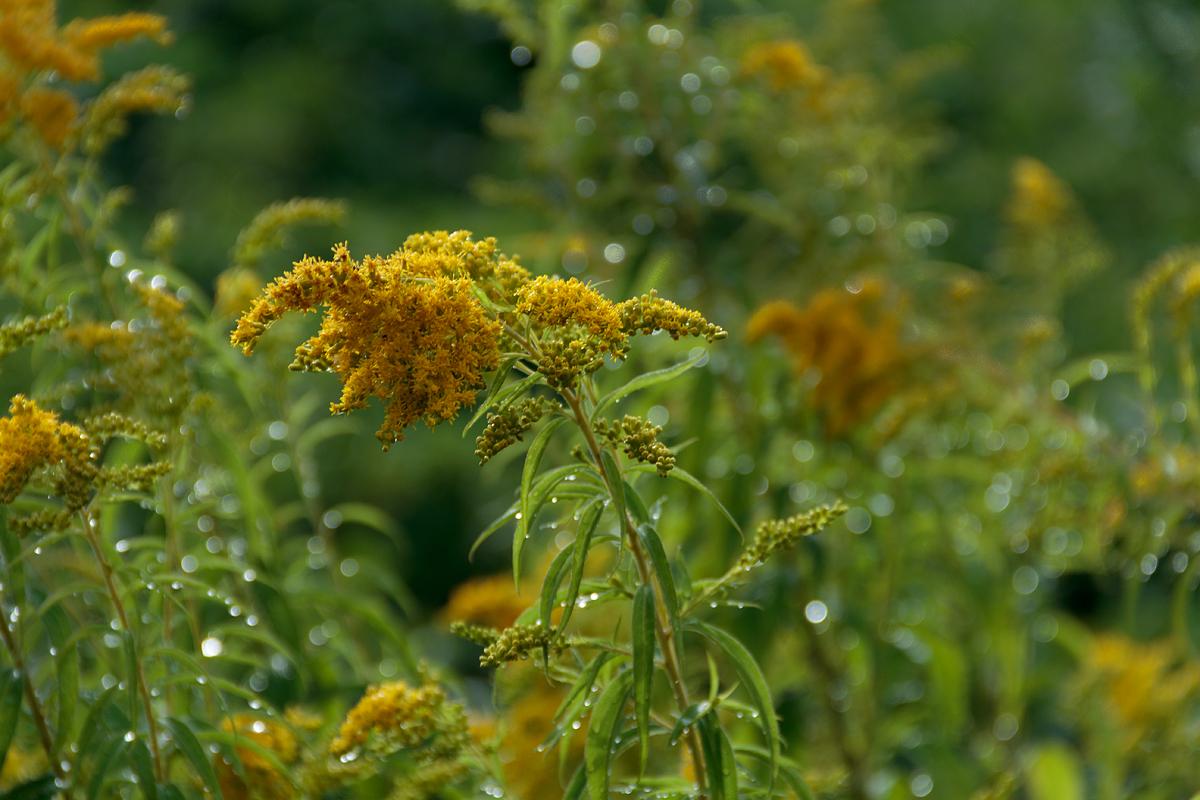 北海道美瑛川间如诗般的风景画