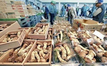 日本国产松茸今年迎大丰收 价格便宜约3成
