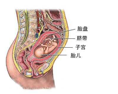 日媒：日本女性胎盘提取物在中国人气高