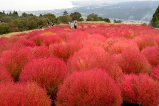 滋贺县箱馆山扫帚草迎观赏季节