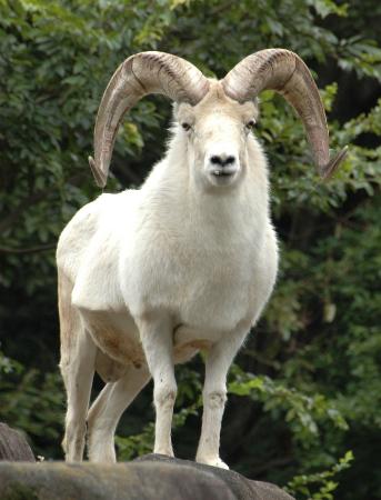 日本最后一只大角羊死亡享年15岁