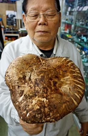 和歌山县惊现巨型松茸引媒体关注