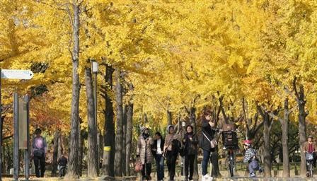 大阪城公园银杏叶变黄 现绚丽多彩深秋美景