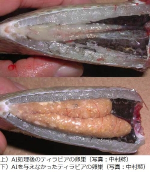 日本科学家成功将鱼变性