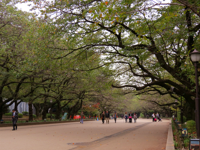 上野公园赏叶记 枫红色的美丽秋天