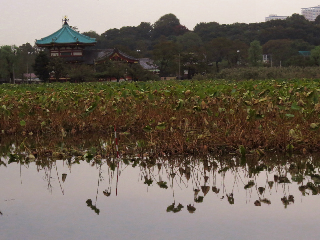 上野公园赏叶记 枫红色的美丽秋天