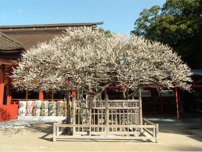 日本旅行豆知识：日本神社内文化小设施