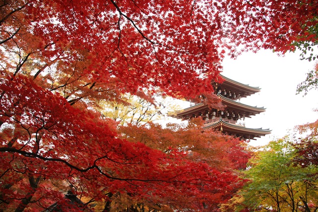 枫红染色的秋冬季节 日野市“红叶祭”开催