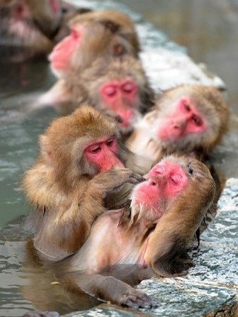 北海道猴子泡温泉 舒服至极昏昏欲睡