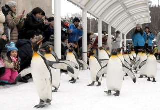 旭山动物园冬之风景诗——企鹅散步