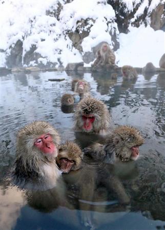 日本猿猴泡温泉御寒 消除一年疲劳