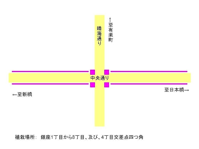 日本育大戟科花卉装满街道  圣诞红染亮银座圣诞季