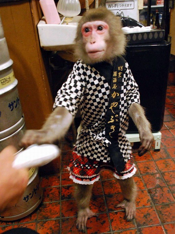 日本一酒馆猴子当服务员：会递毛巾端啤酒
