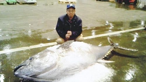 日本渔民捕获310公斤巨型金枪鱼