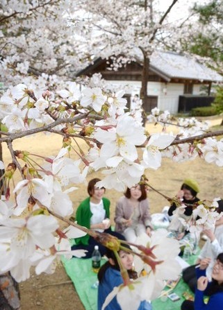 高知市樱花率先盛开 较往年提前5天