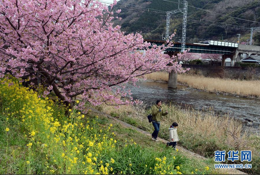 日本伊豆半岛樱花盛开