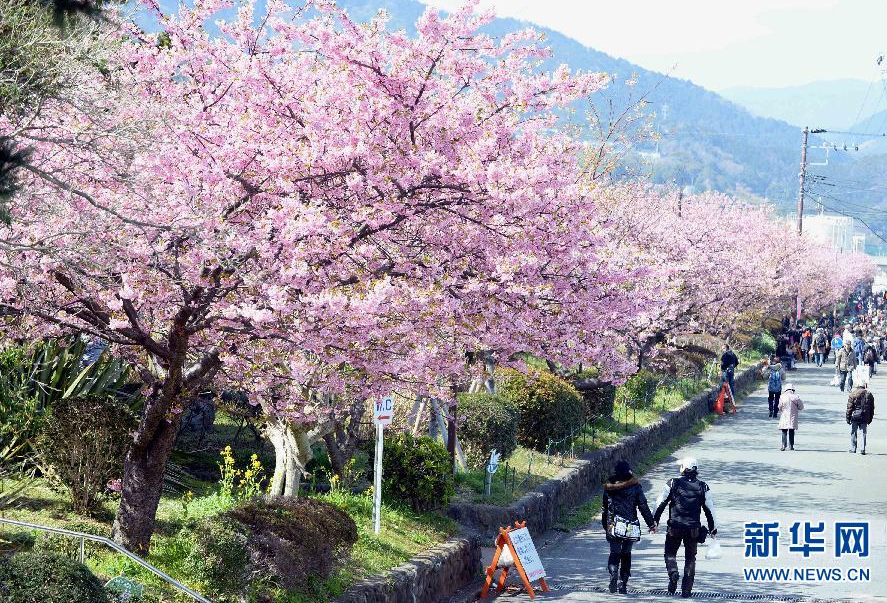 日本伊豆半岛樱花盛开